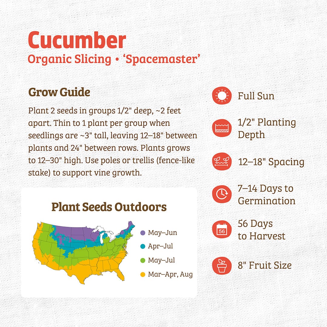 Organic Cucumber Seeds — 'Slicing • Spacemaster' - Image 3