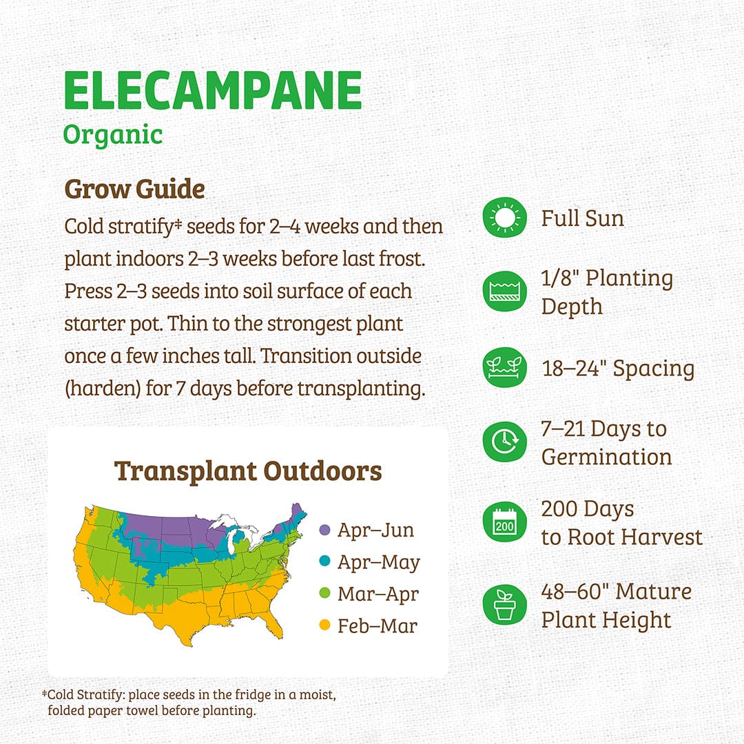 Regenerative Organic Certified® Elecampane Seeds - Image 4