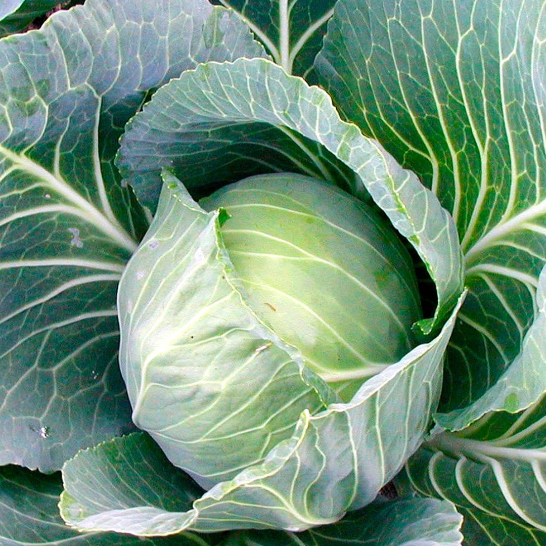 Organic Super Greens 10-Pack - Image 11