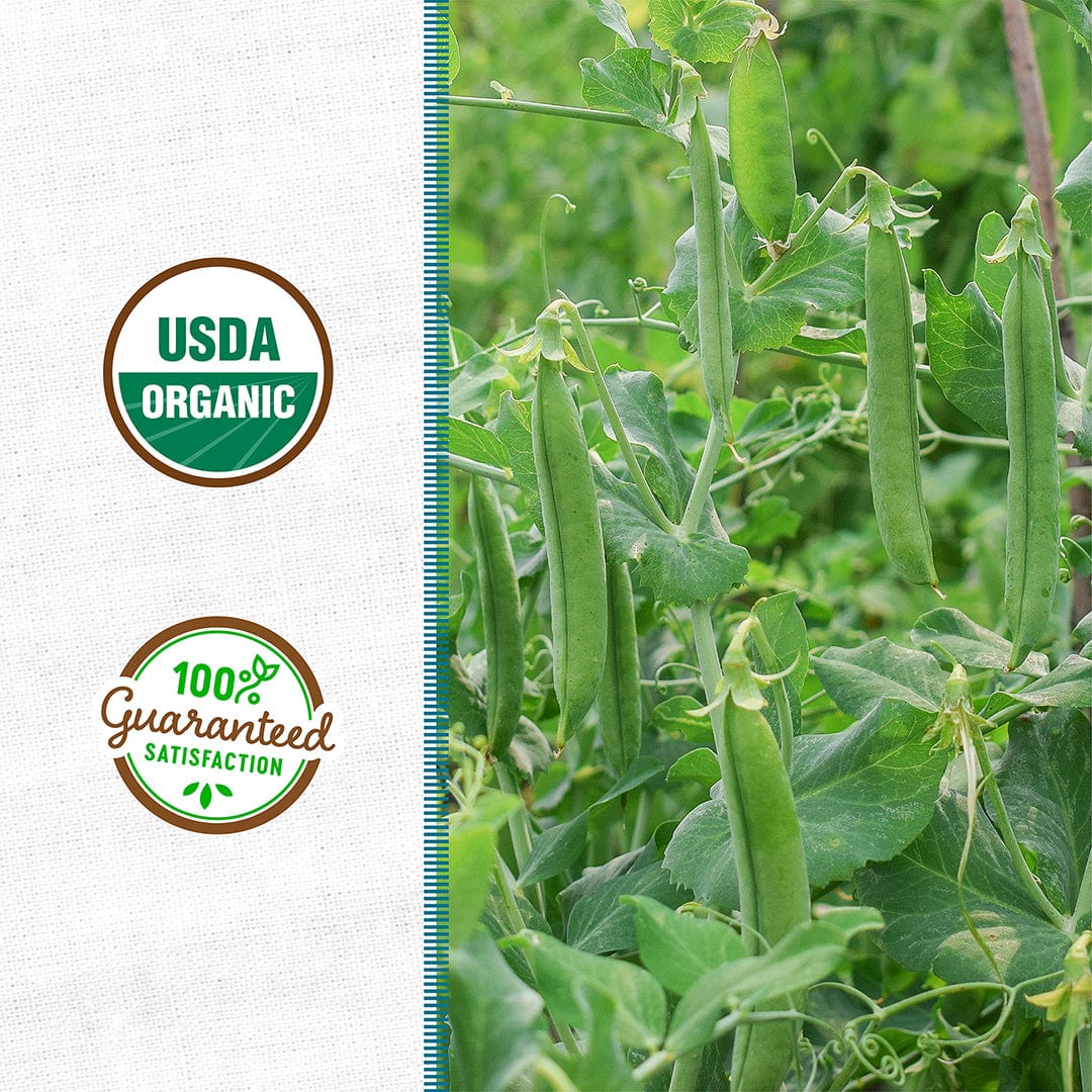 Organic Field Pea (with Oats) Cover Crop Seeds - Image 2