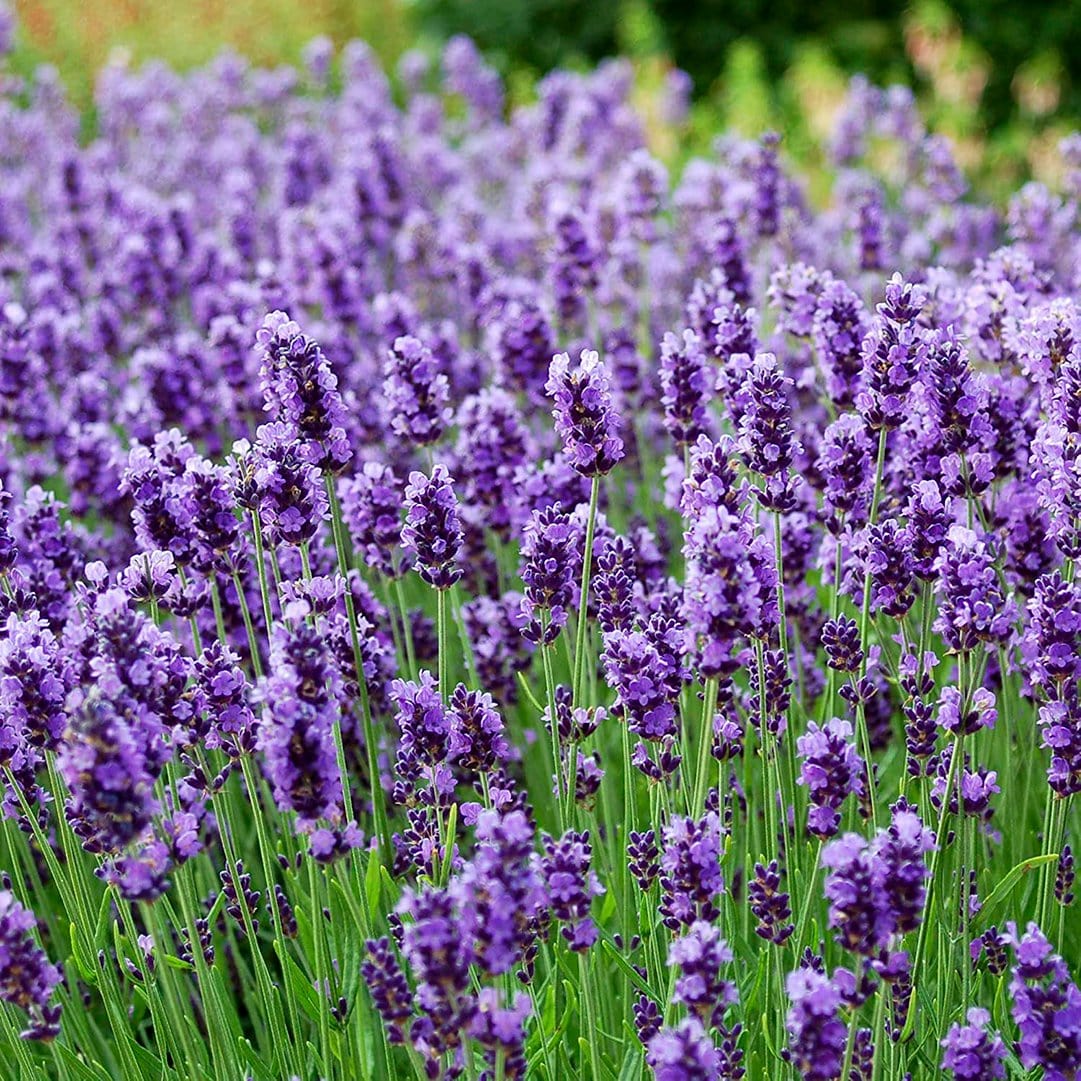 Organic Flower 5-Pack Seed Bundle - Image 12