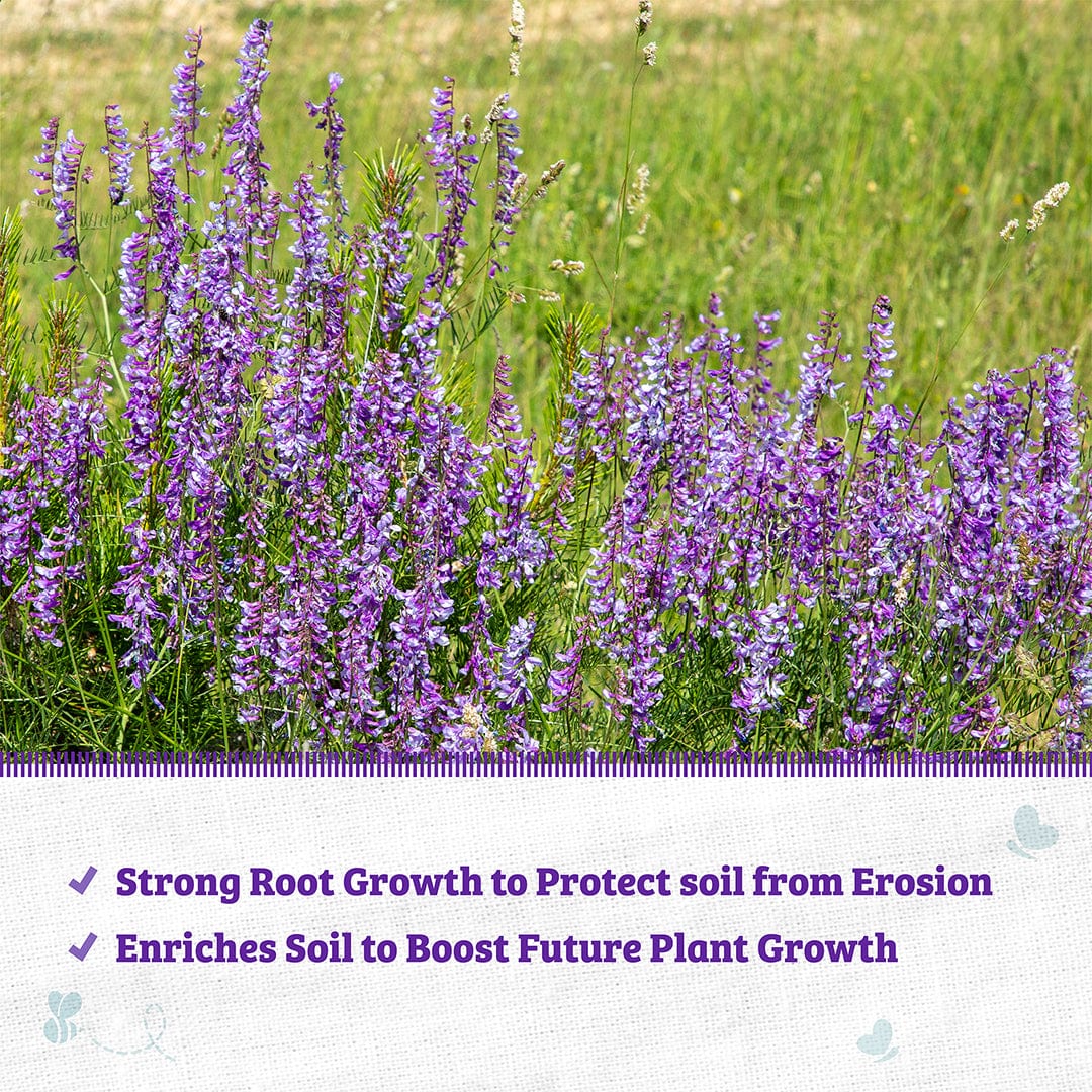 Organic Hairy Vetch Cover Crop Seeds - Image 4