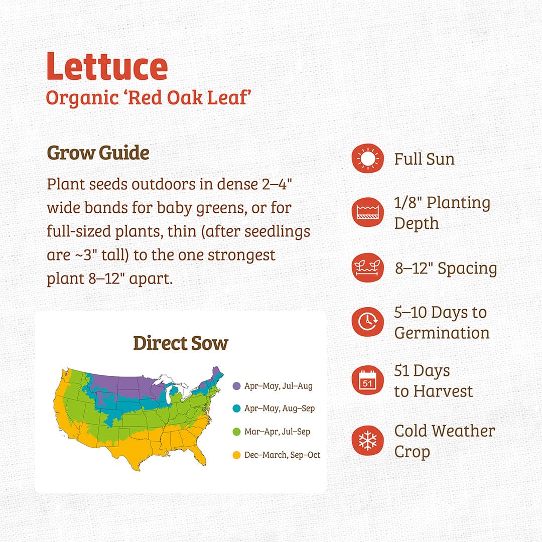Organic Lettuce Seeds — 'Red Oak Leaf' - Image 3