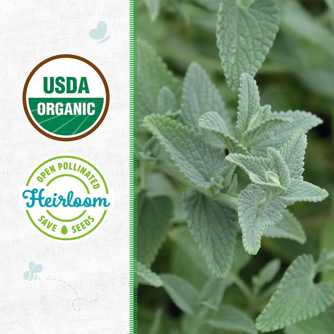 Organic Mint Seeds — 'Catnip' - Image 2