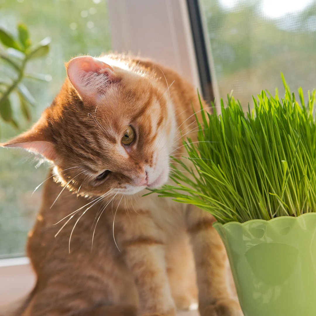 Organic Mint Seeds — 'Catnip' - Image 7