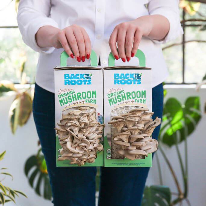 Organic Mushroom Grow Kit, 2-Pack - Image 9