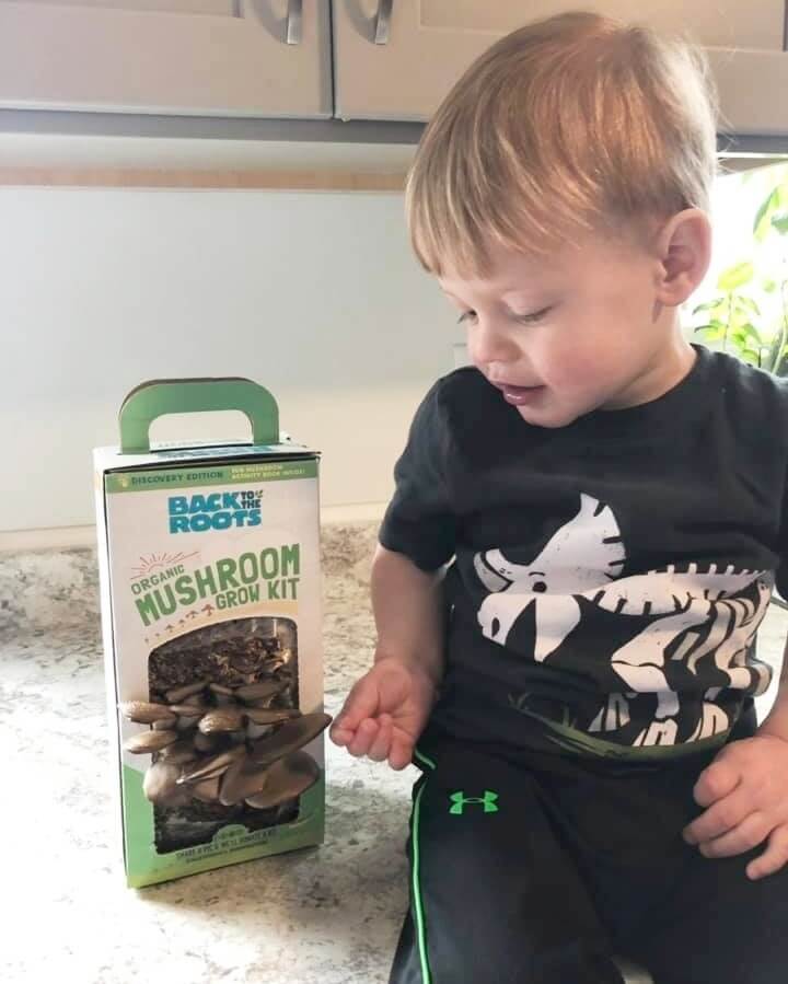 Organic Mushroom Grow Kit, Bulk 4-Pack (SAVE 20%) - Image 3