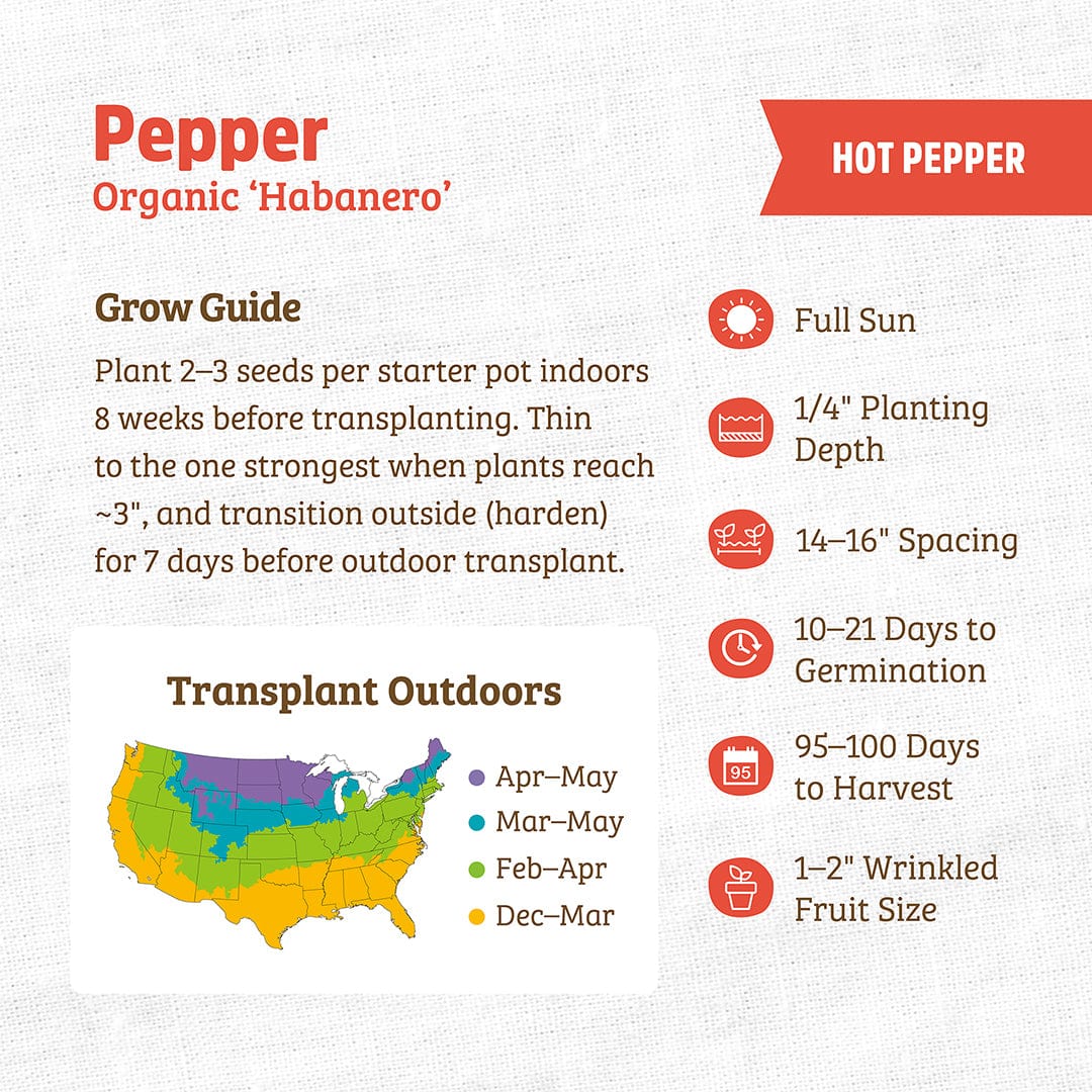 Organic Pepper Seeds — 'Habanero' - Image 3