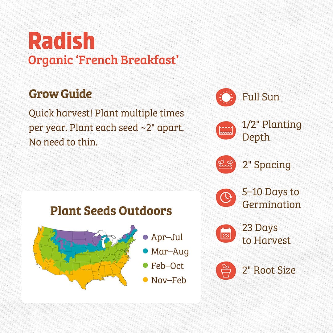 Organic Radish Seeds — 'French Breakfast' - Image 3