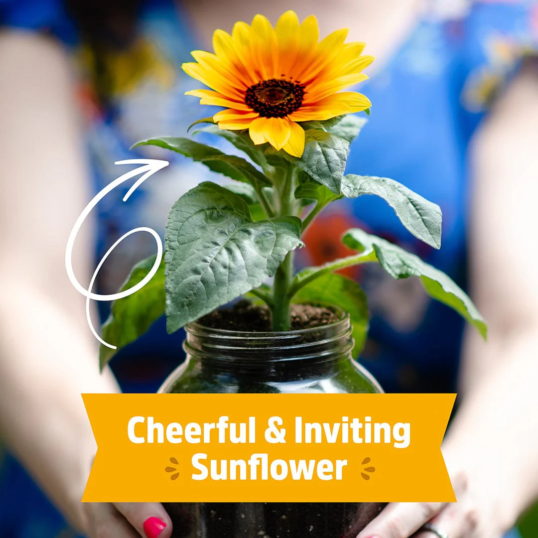 Organic Sunflower Windowsill Grow Kit 🌻 - Image 7