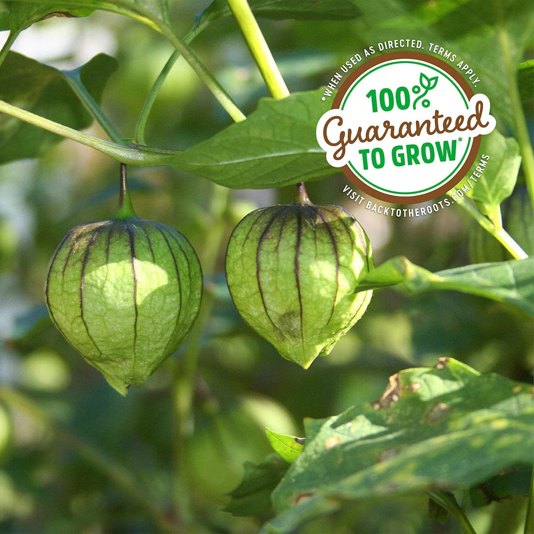 Organic Tomatillo Seeds — 'Green Husk' - Image 5