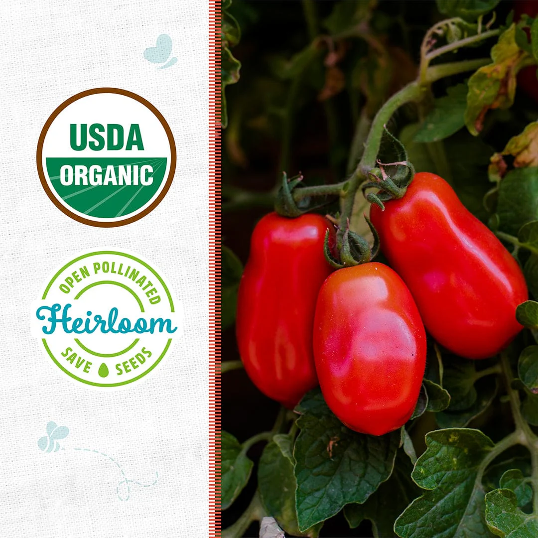 Organic Tomato Seeds — 'San Marzano' - Image 2