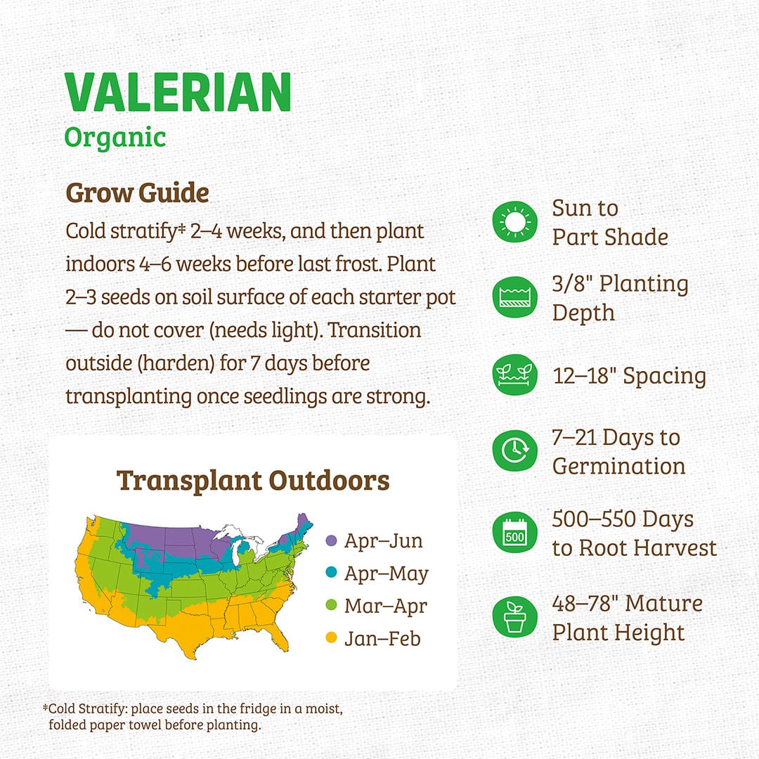 Regenerative Organic Certified® Valerian Seeds - Image 4