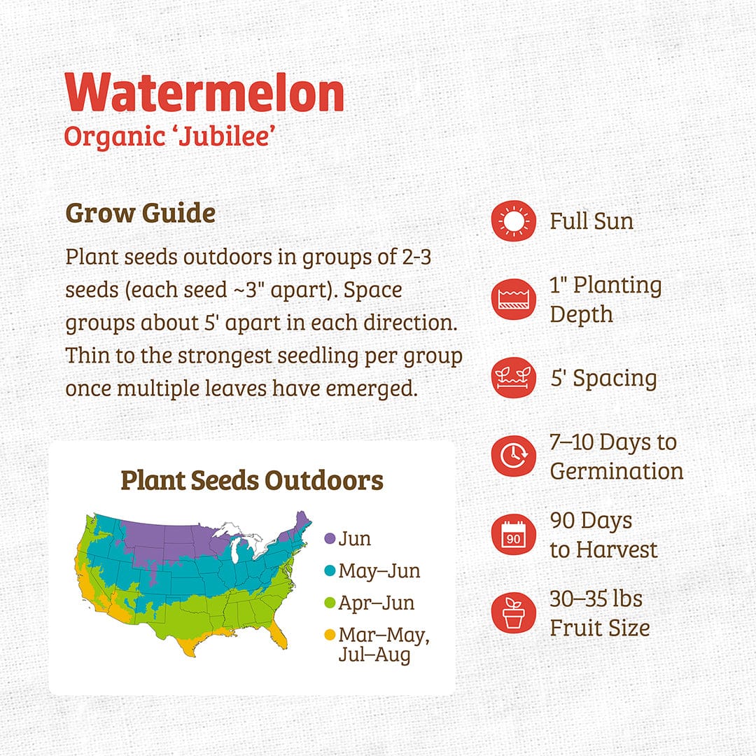 Organic Watermelon Seeds — 'Jubilee' - Image 3