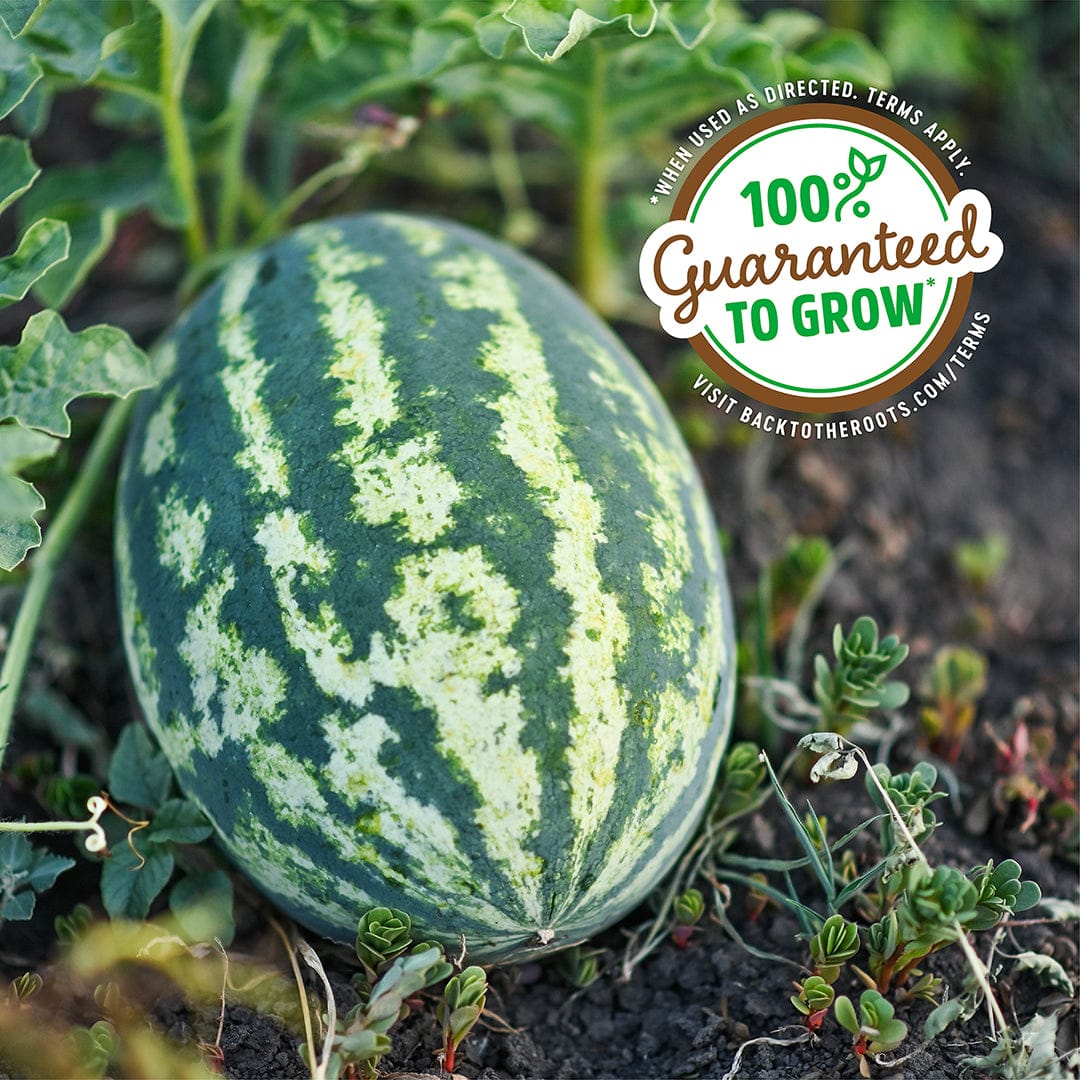 Organic Watermelon Seeds — 'Jubilee' - Image 5