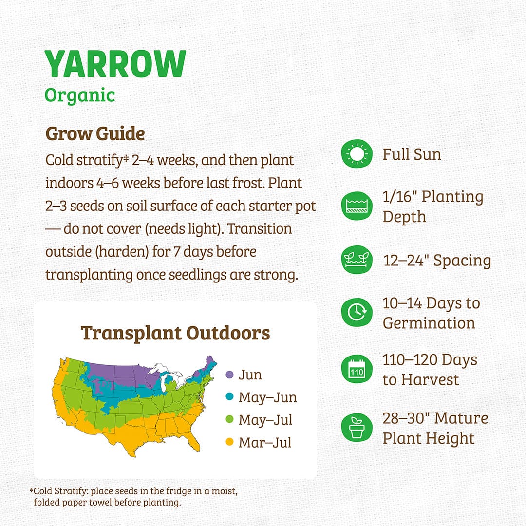 Regenerative Organic Certified® Yarrow Seeds - Image 4