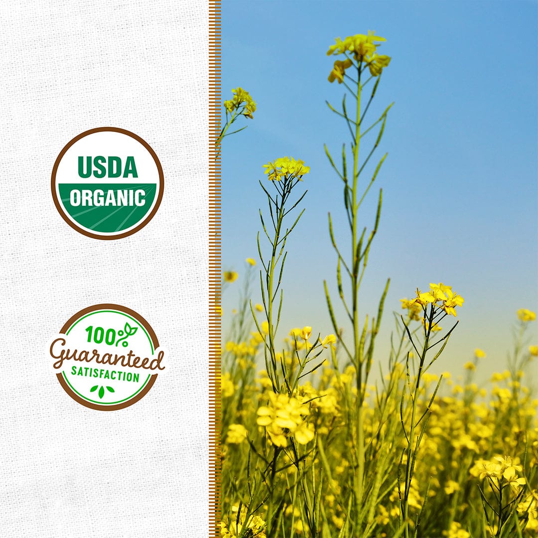 Organic Yellow Mustard Cover Crop Seeds - Image 2