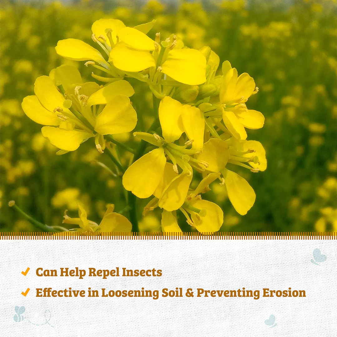 Organic Yellow Mustard Cover Crop Seeds - Image 4