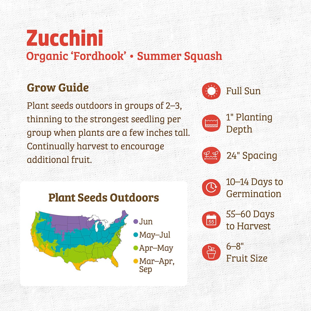 Organic Zucchini Seeds — 'Fordhook' • Summer Squash - Image 3