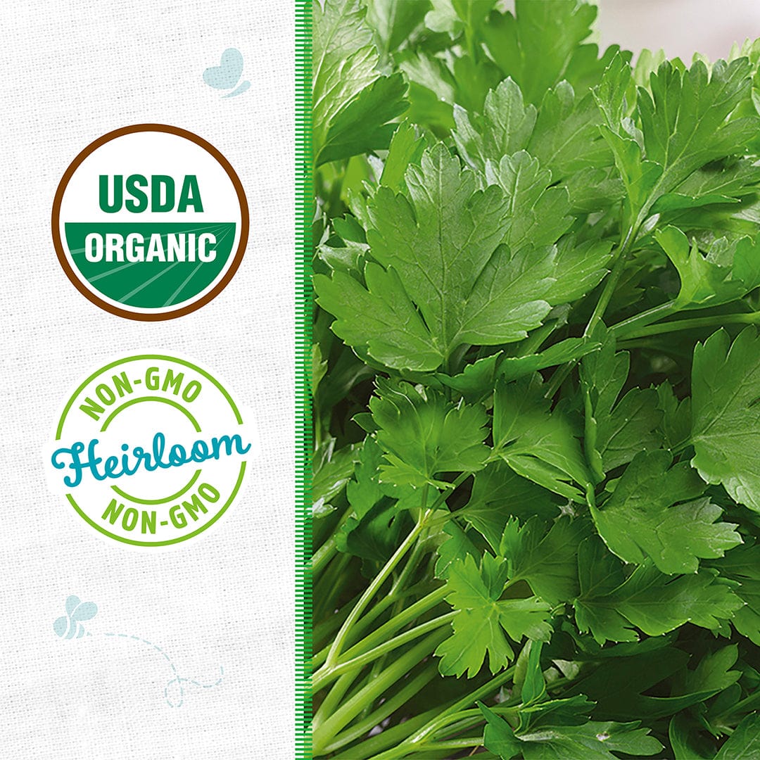 Organic Parsley Seeds — 'Italian Large Leaf' - Image 2