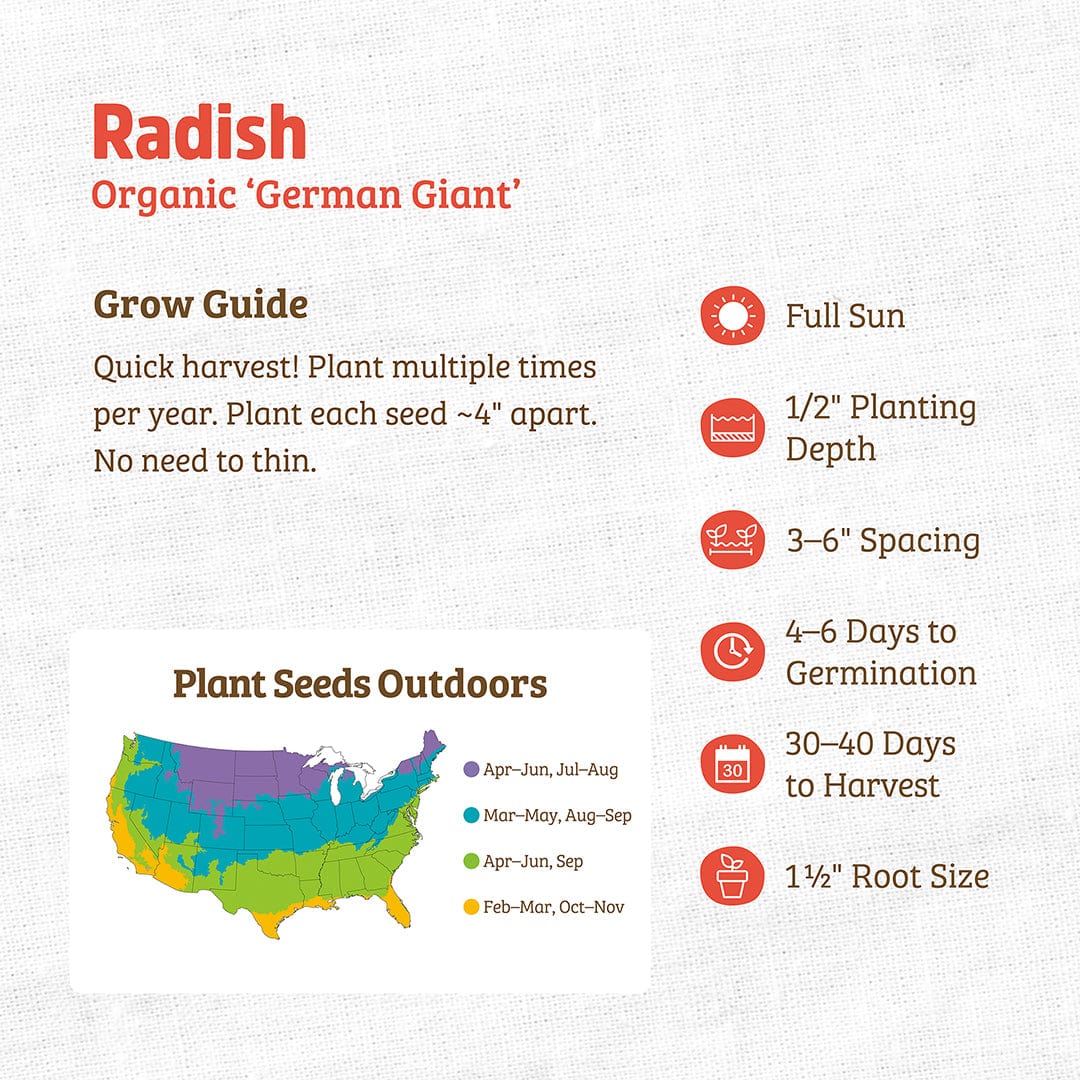 Organic Radish Seeds — 'German Giant' - Image 3