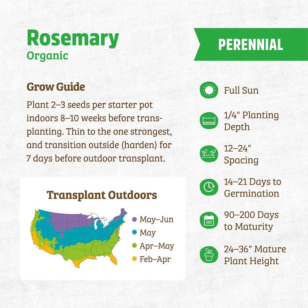 Organic Rosemary Seeds - Image 3