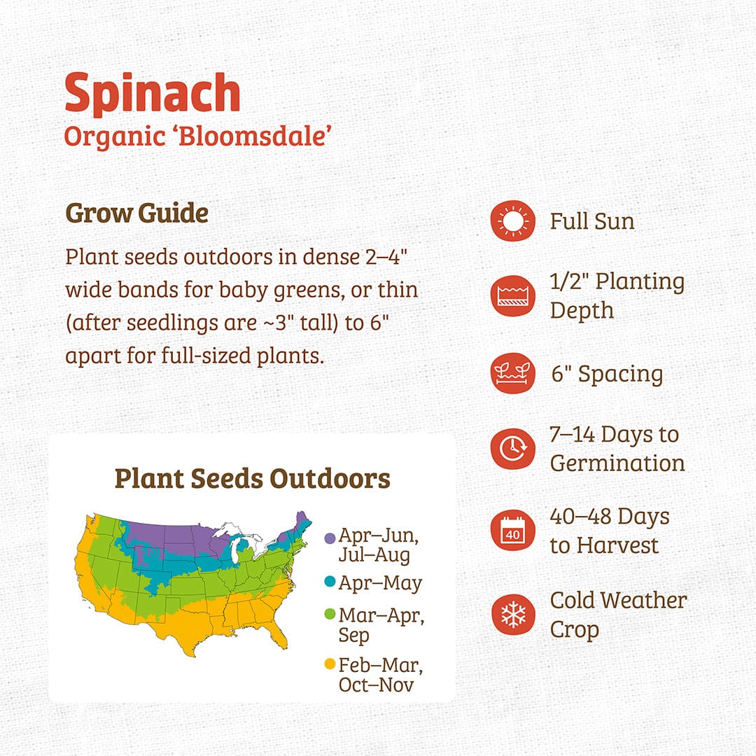 Organic Spinach Seeds — 'Bloomsdale' - Image 3