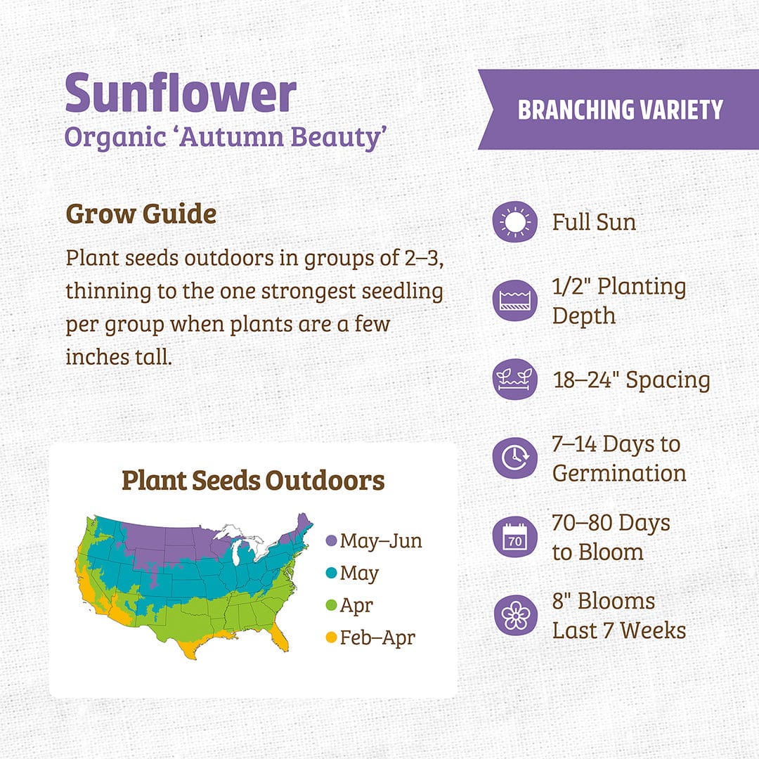 Organic Sunflower Seeds — 'Autumn Beauty' - Image 3