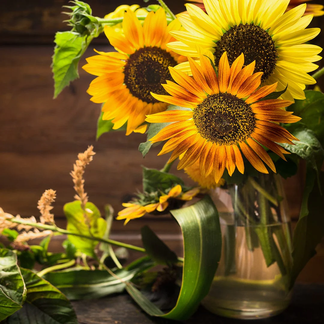 Organic Sunflower Seeds — 'Autumn Beauty' - Image 7