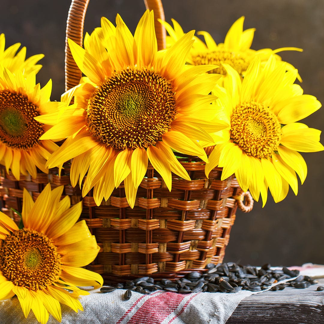 Organic Sunflower Seeds — 'Lemon Queen' - Image 7