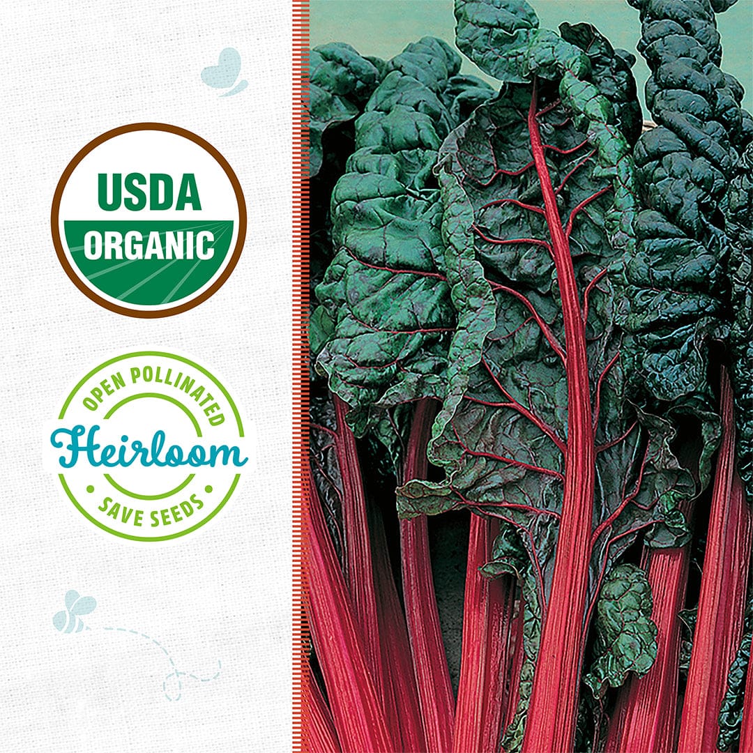 Organic Swiss Chard Seeds — 'Ruby Red' - Image 2