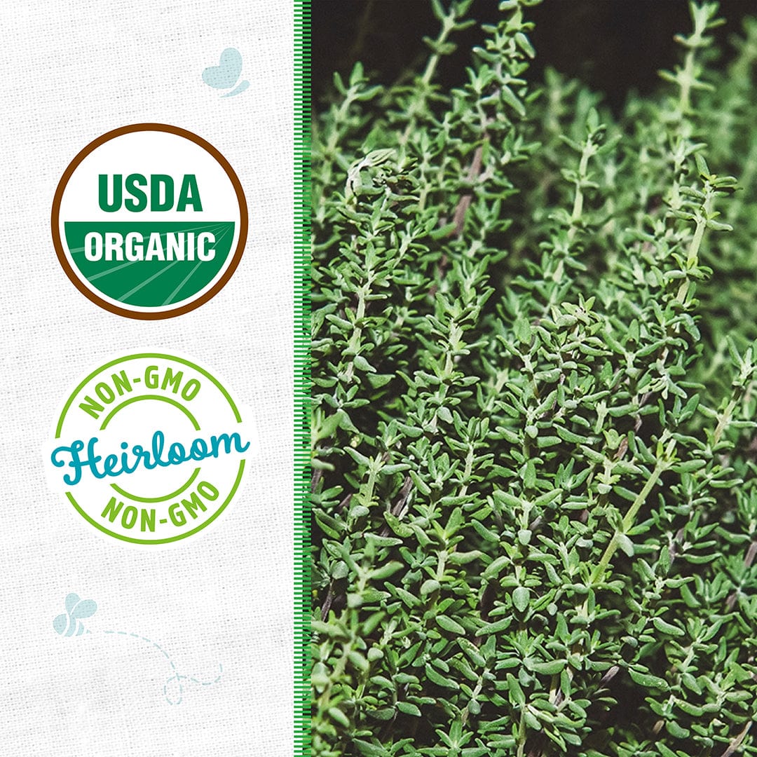 Organic Thyme Seeds — 'English' - Image 2