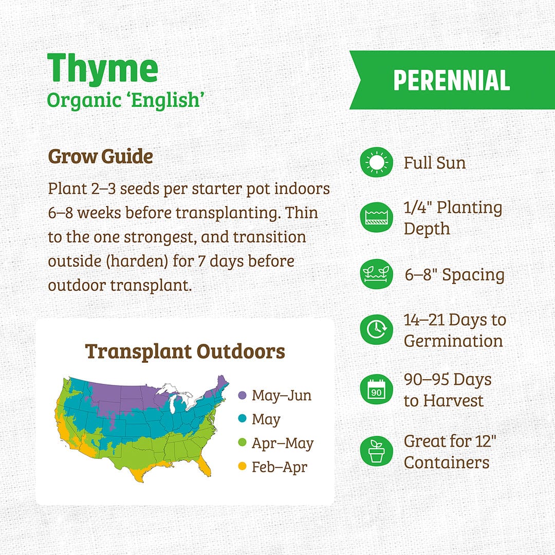 Organic Thyme Seeds — 'English' - Image 3