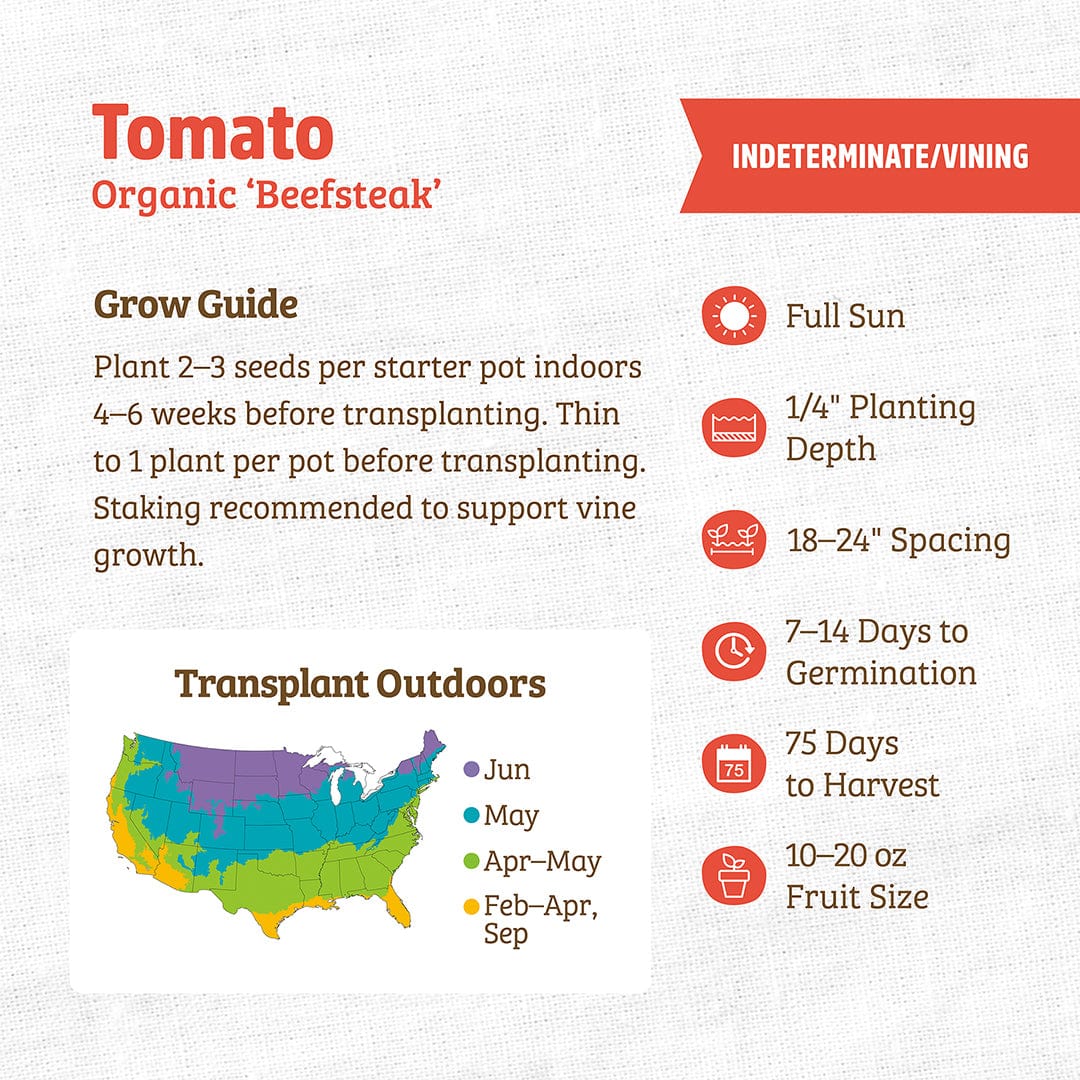 Organic Tomato Seeds — 'Beefsteak' - Image 3