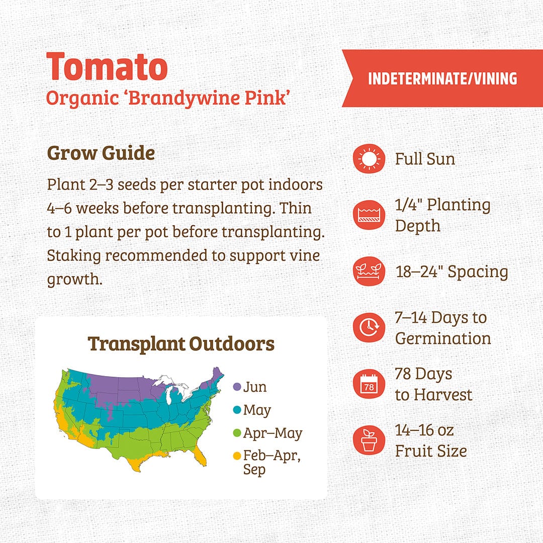 Organic Tomato Seeds — 'Brandywine Pink' - Image 3