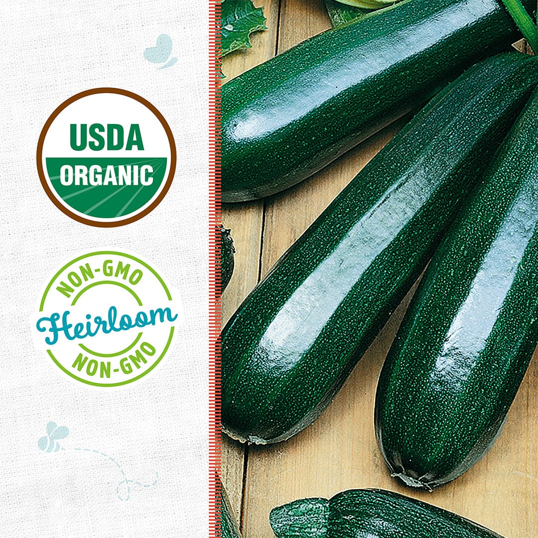 Organic Zucchini Seeds — 'Black' - Image 2